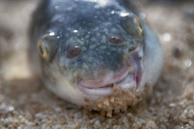 Close-up of fish underwater