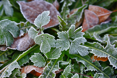 Close-up of frozen leaves