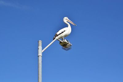 Low angle view of birds perched against clear blue sky