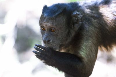 Close-up of gorilla eating