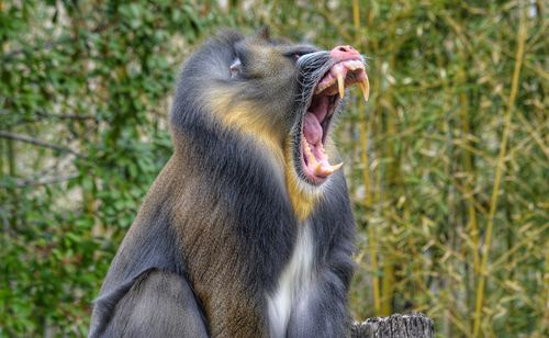 Close-up of monkey