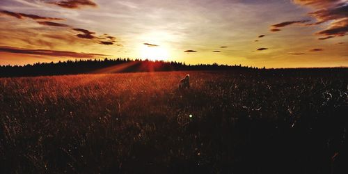 Scenic view of field against sky during sunset