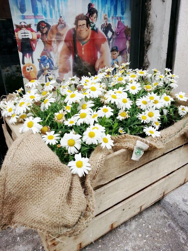 flower, freshness, fragility, petal, flower head, vase, plant, beauty in nature, growth, wood - material, potted plant, indoors, nature, blooming, white color, bouquet, high angle view, flower arrangement, blossom, bunch of flowers