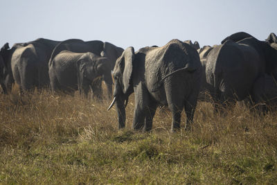 Elephants in a field