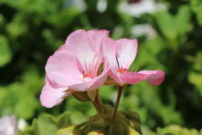 Close-up of pink flower blooming outdoors