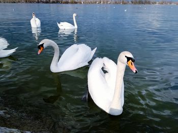 High angle view of swans swimming in lake