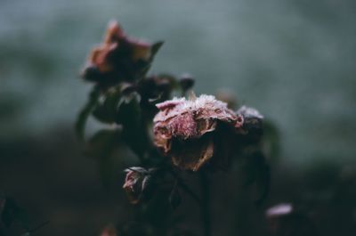 Close-up of wilted flower