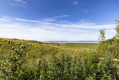 Plants growing on field against blue sky