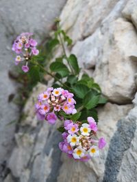 High angle view of pink flowering plant