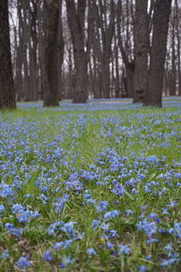 View of flowering trees in forest