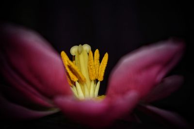 Close-up of yellow flower blooming outdoors