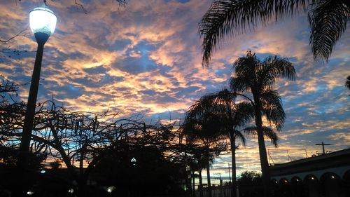 Low angle view of palm trees against sky