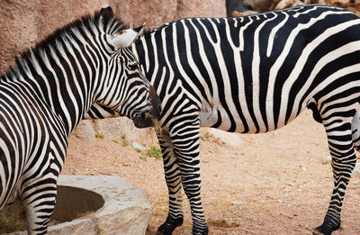 Close-up of zebra