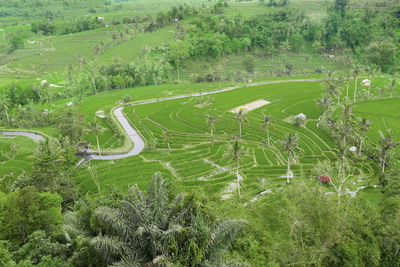 High angle view of agricultural field