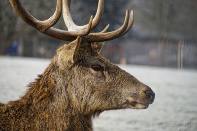 Close-up of deer on field