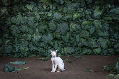 View of a dog sitting