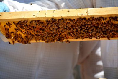 Beekeepers inspecting a young hive