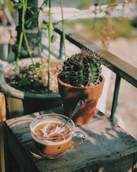 Potted plants on table