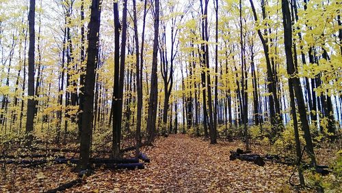 Trees in forest