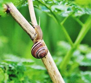 Close-up of snail on plant