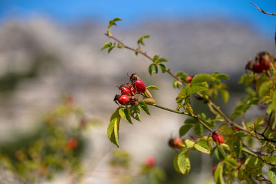 Close-up of red berries on tree