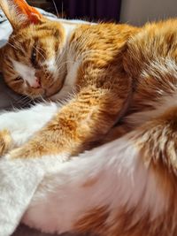 Close-up of cat sleeping