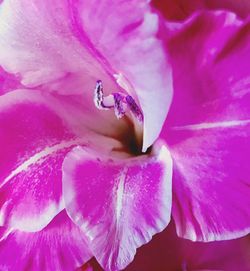 Full frame shot of pink flower