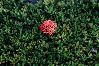 Red flowers blooming in park