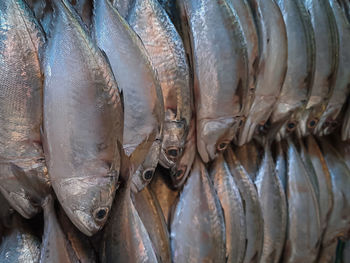 Close-up of fish for sale in market