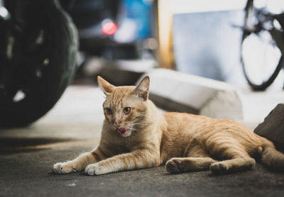 Portrait of cat relaxing outdoors