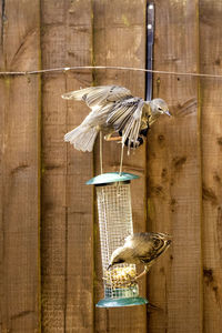 View of birds perching on wood