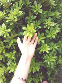 Cropped hand against plants