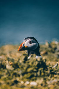 Puffin amidst plants on field