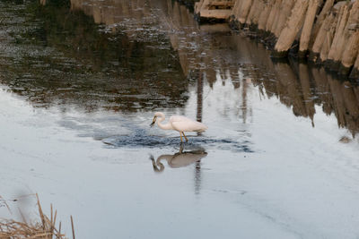 Birds in lake