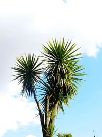 Low angle view of palm tree against sky