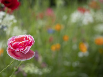 Close-up of pink rose