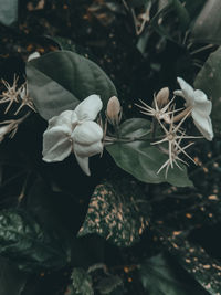 Close-up of white flowering plant