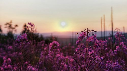 Close-up of pink flowering plants on field during sunset