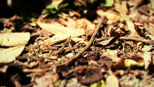 Close-up of leaves