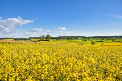 Scenic view of oilseed rape field against sky