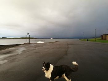 Dog at beach against sky