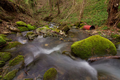 Scenic view of river stream amidst trees