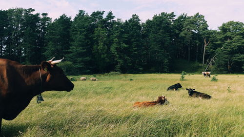 Cows grazing on field against sky