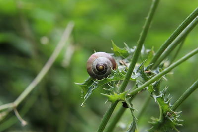 Close-up of snail on plant