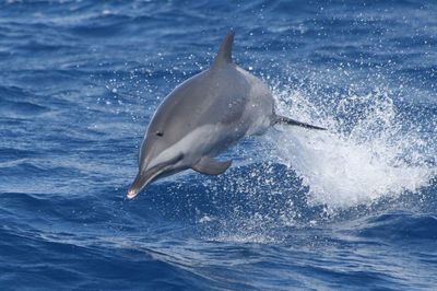 View of bird in sea