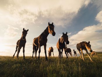 Horses on field against cloudy sky