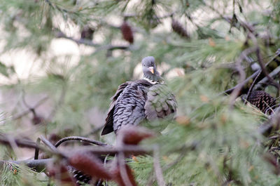 Close-up of bird perching on tree