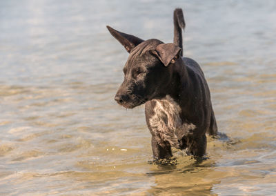 Close-up of a dog on the lake