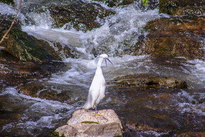 View of bird perching on rock