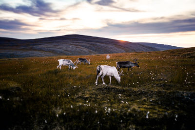 Animals on grassy field against sky